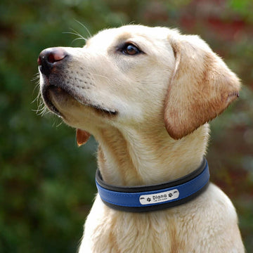 Handmade Leather Pup Collars, 6 Colours