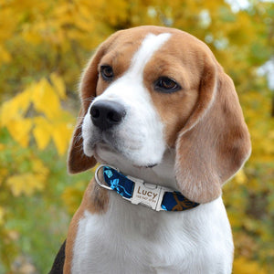 personalized dog collar with name